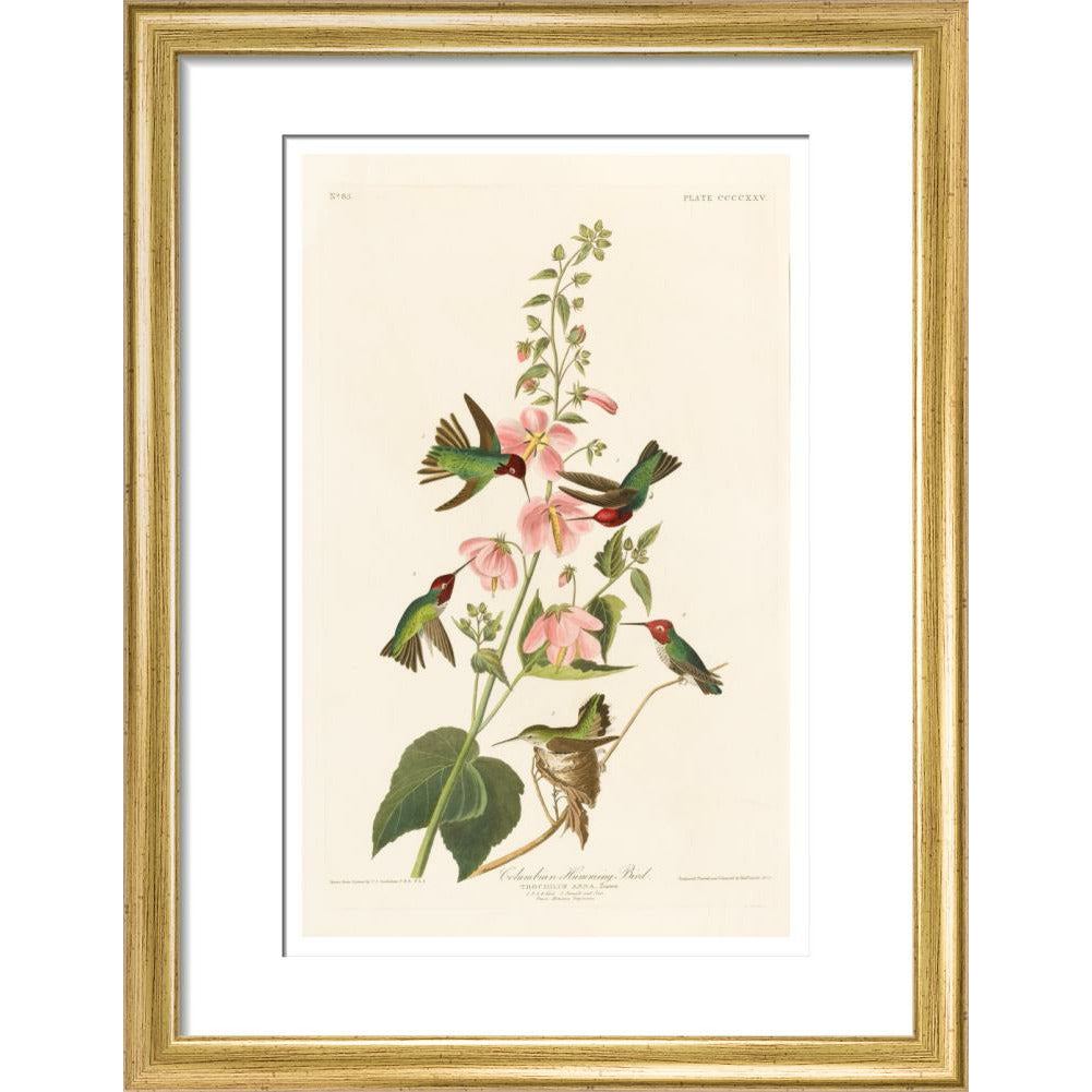 Columbian Humming Bird - Art print