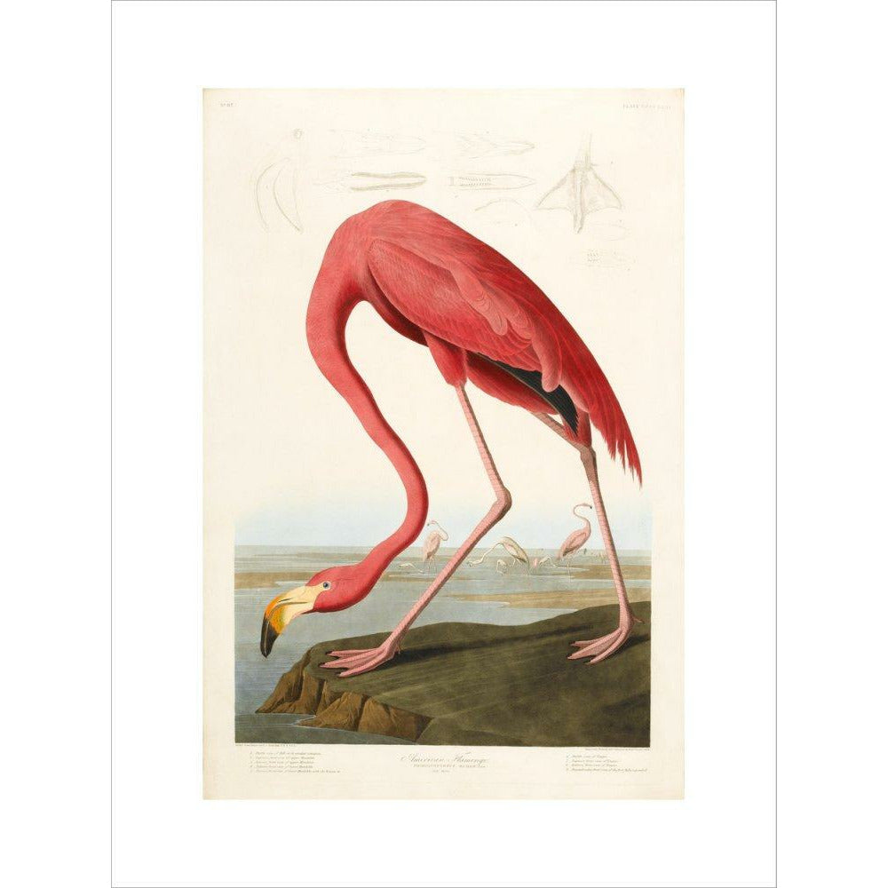 American Flamingo - Art print