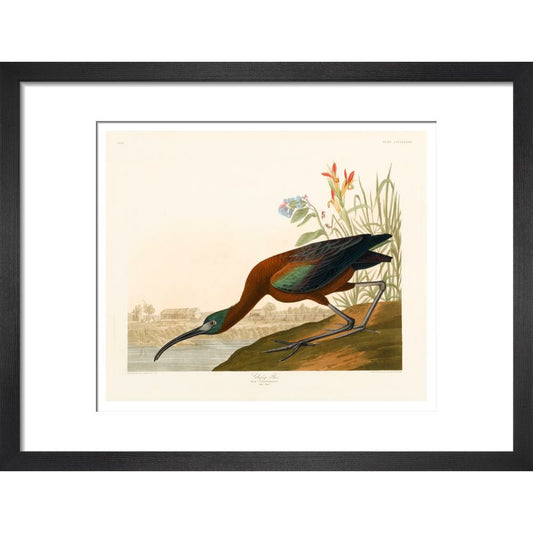 Glossy Ibis - Art print