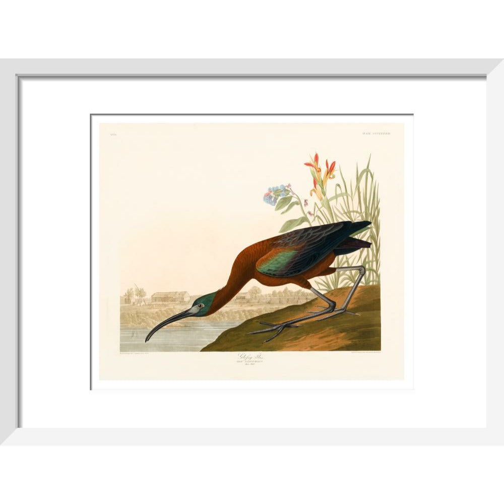 Glossy Ibis - Art print