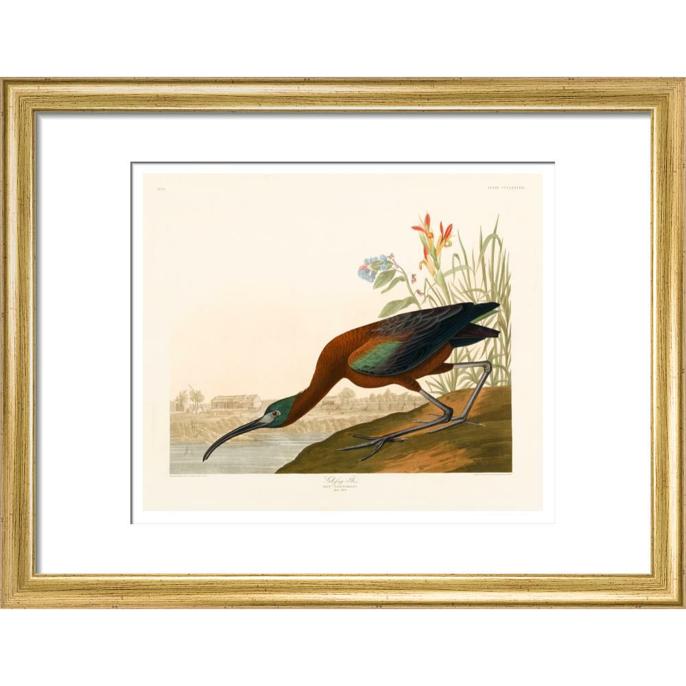 Glossy Ibis - Art print