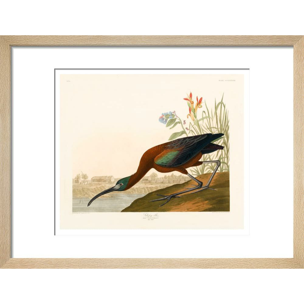 Glossy Ibis - Art print