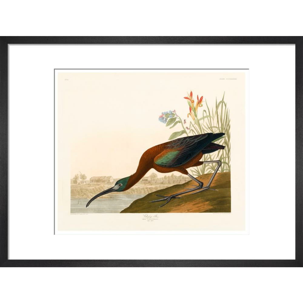 Glossy Ibis - Art print
