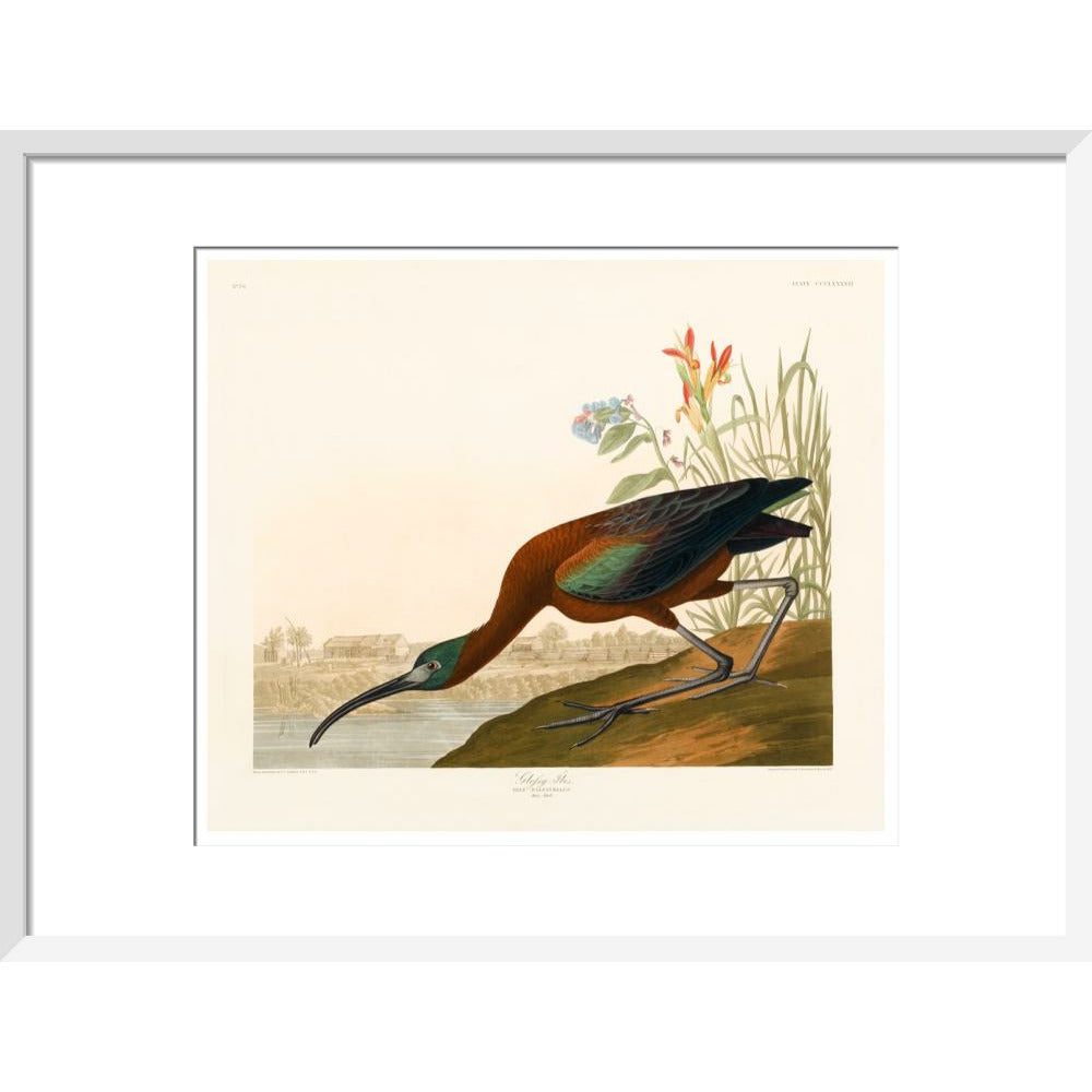 Glossy Ibis - Art print