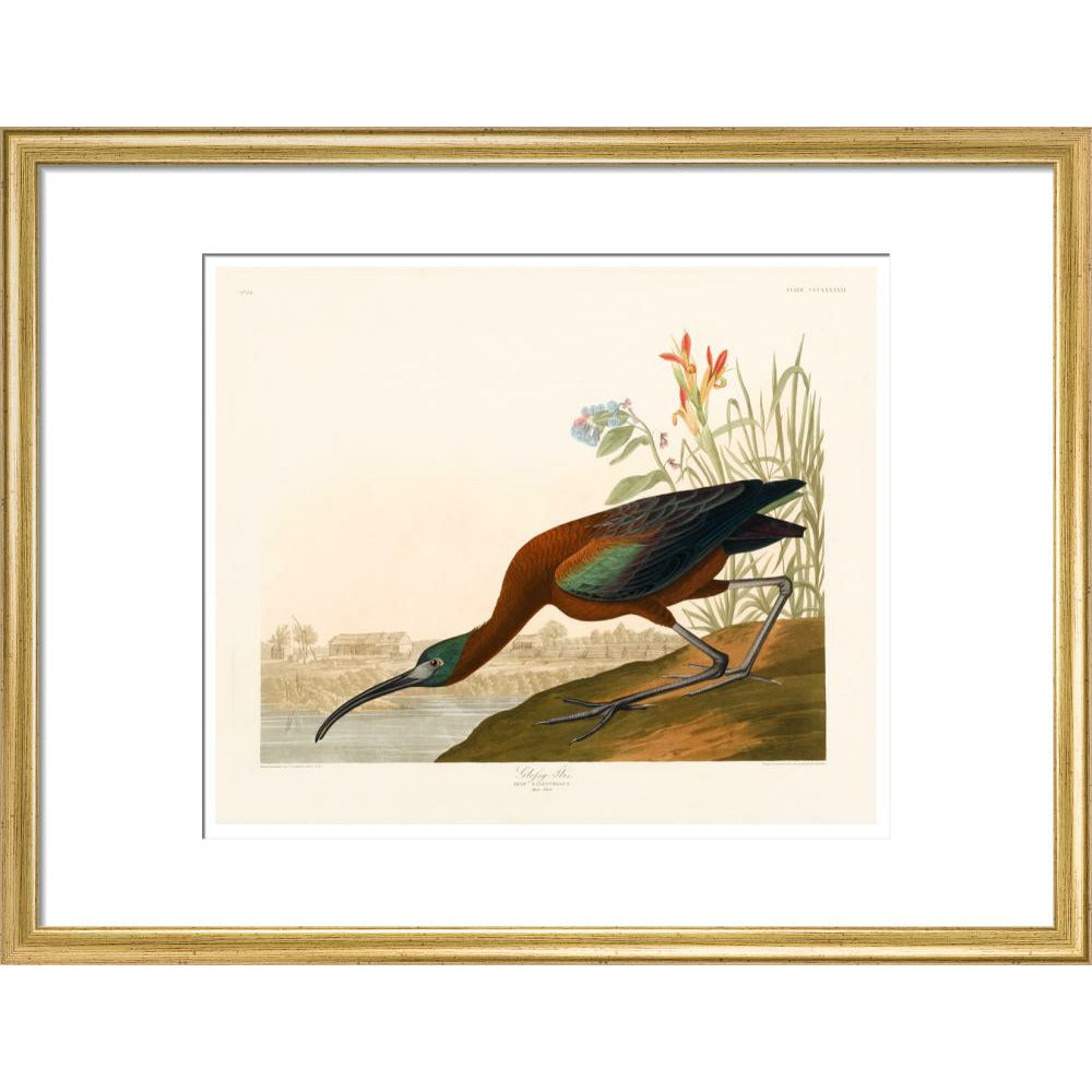 Glossy Ibis - Art print