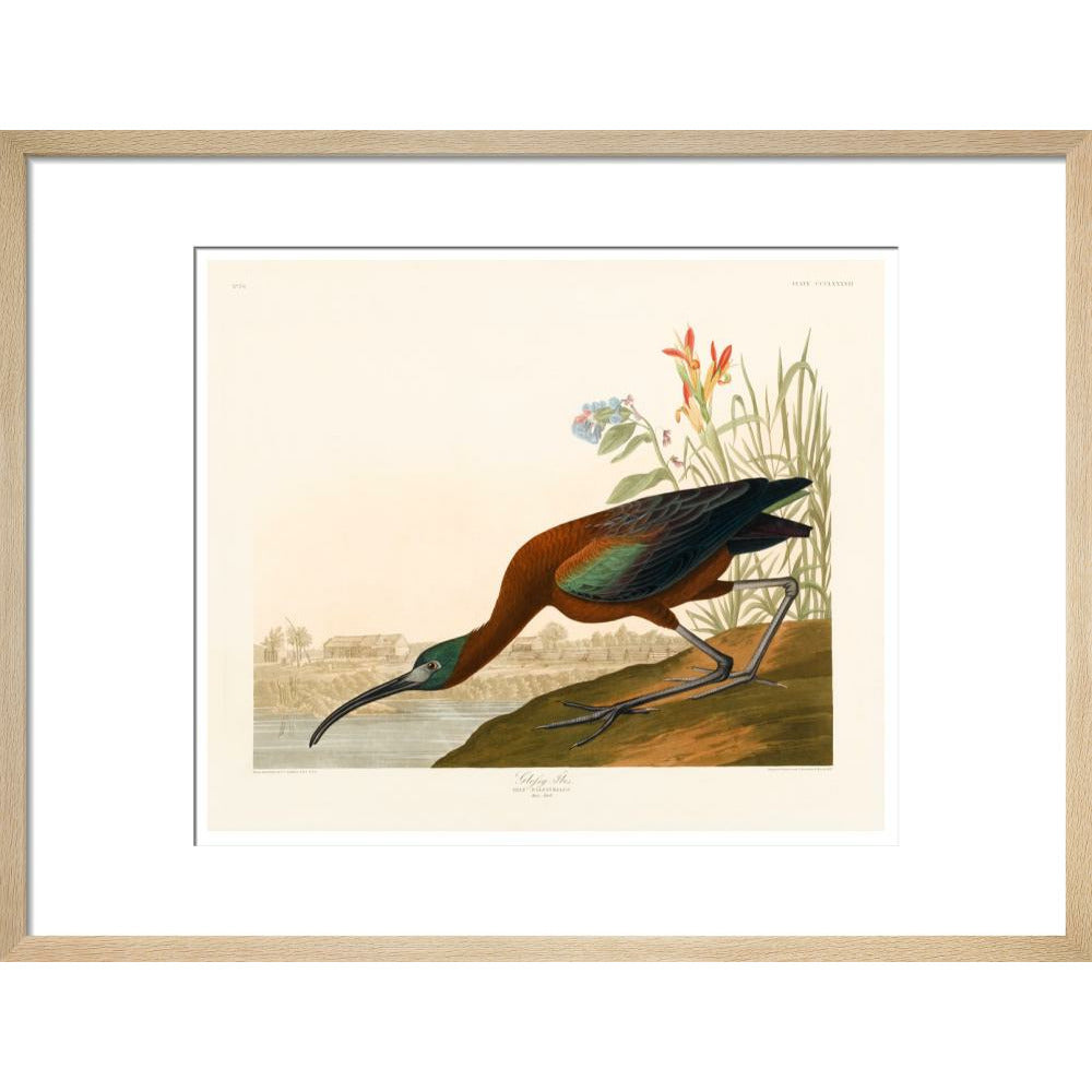 Glossy Ibis - Art print