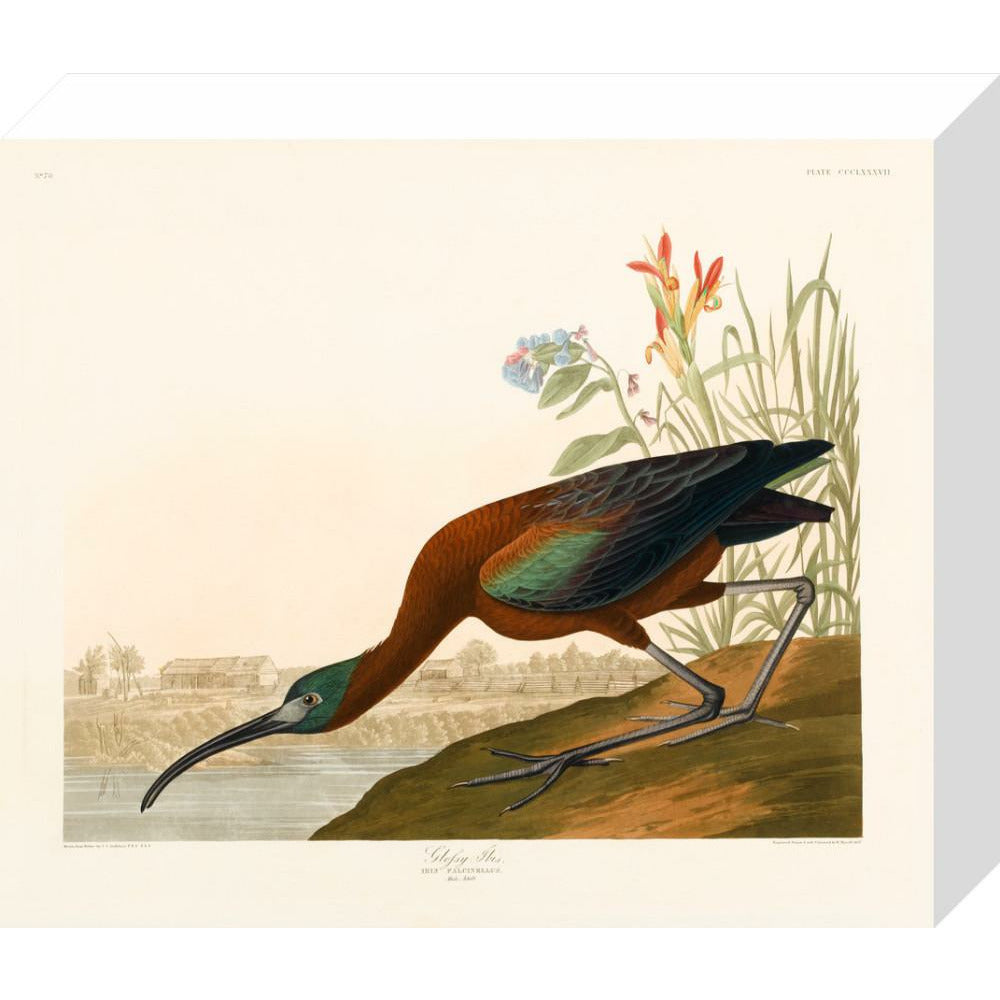 Glossy Ibis - Art print