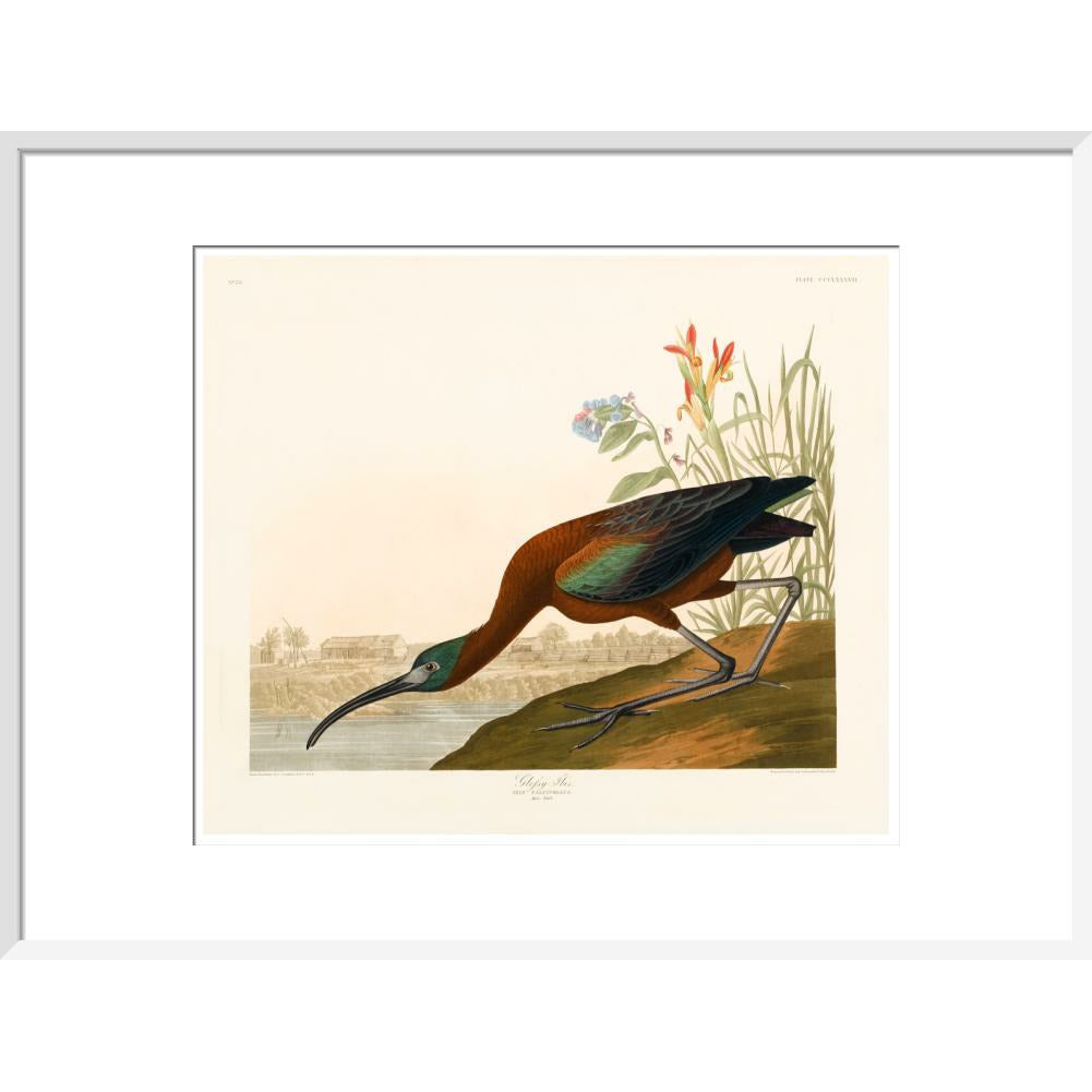Glossy Ibis - Art print