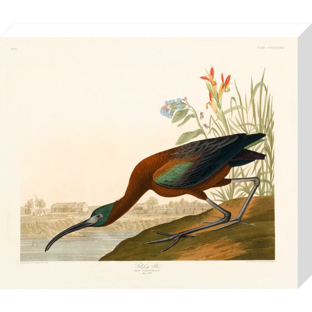 Glossy Ibis - Art print