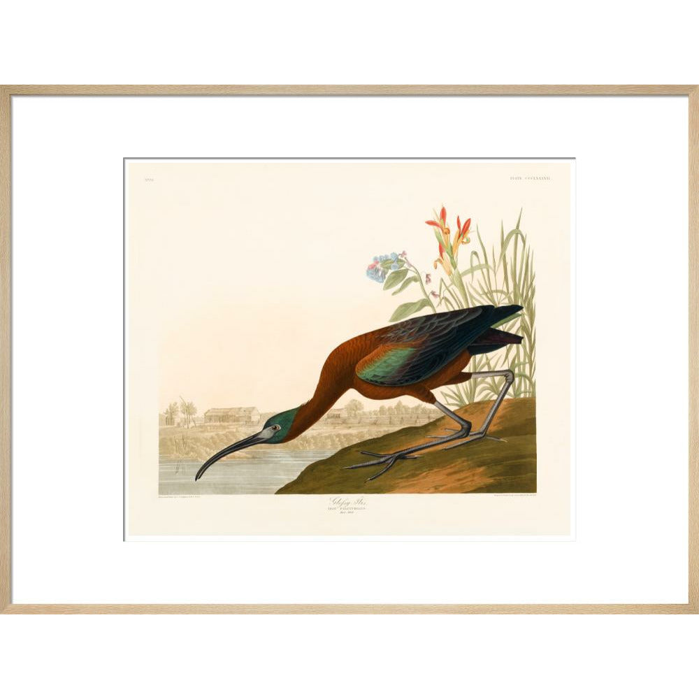 Glossy Ibis - Art print