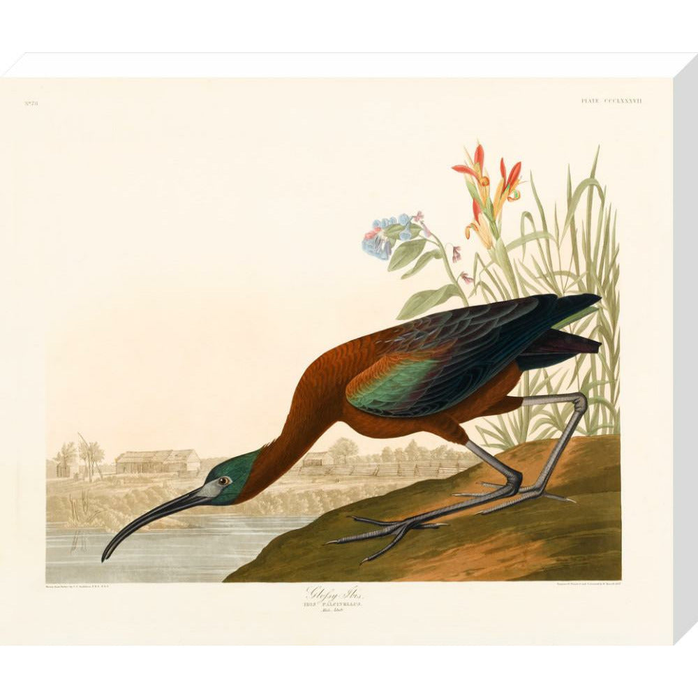 Glossy Ibis - Art print