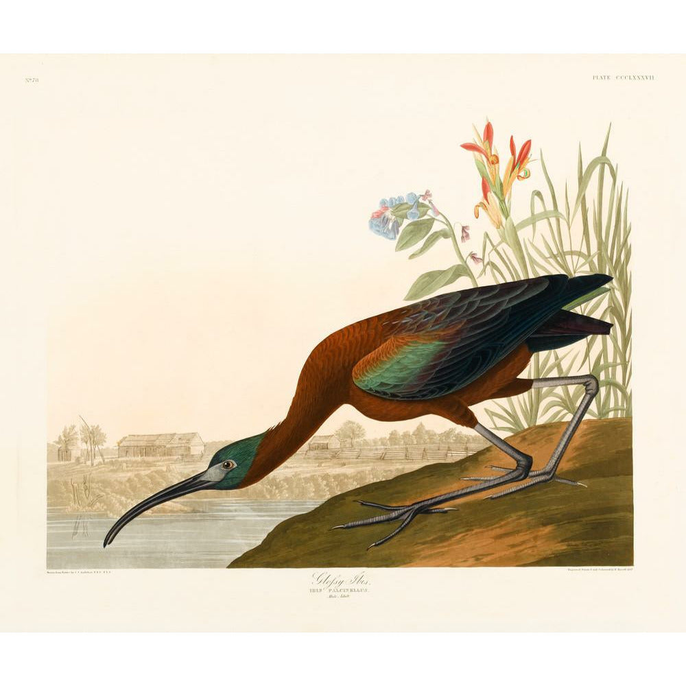 Glossy Ibis - Art print