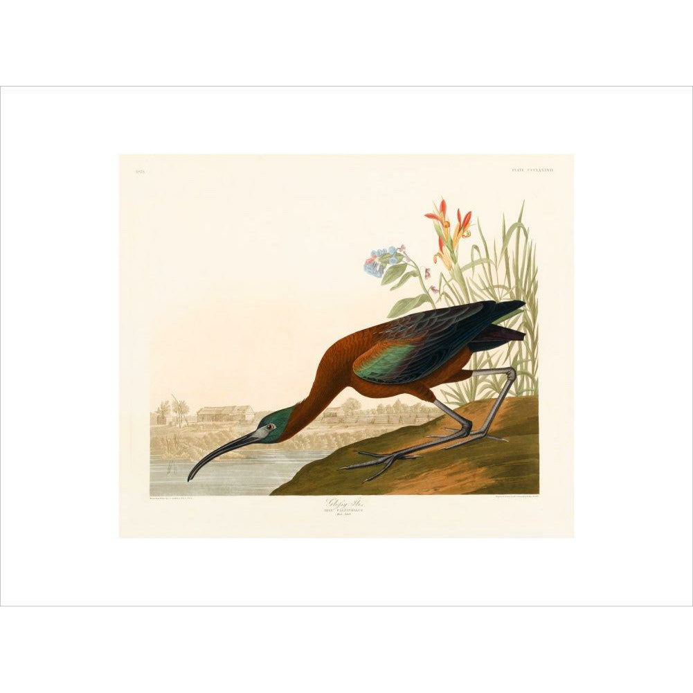 Glossy Ibis - Art print