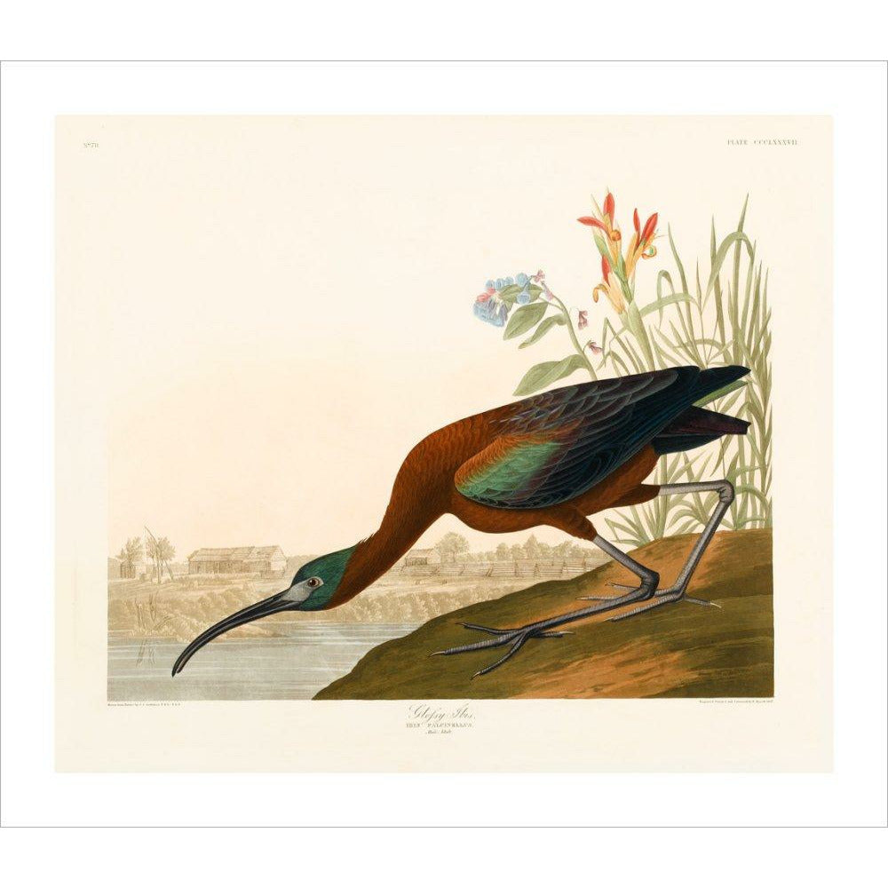 Glossy Ibis - Art print