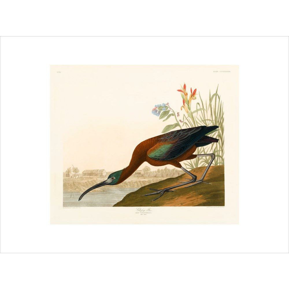 Glossy Ibis - Art print