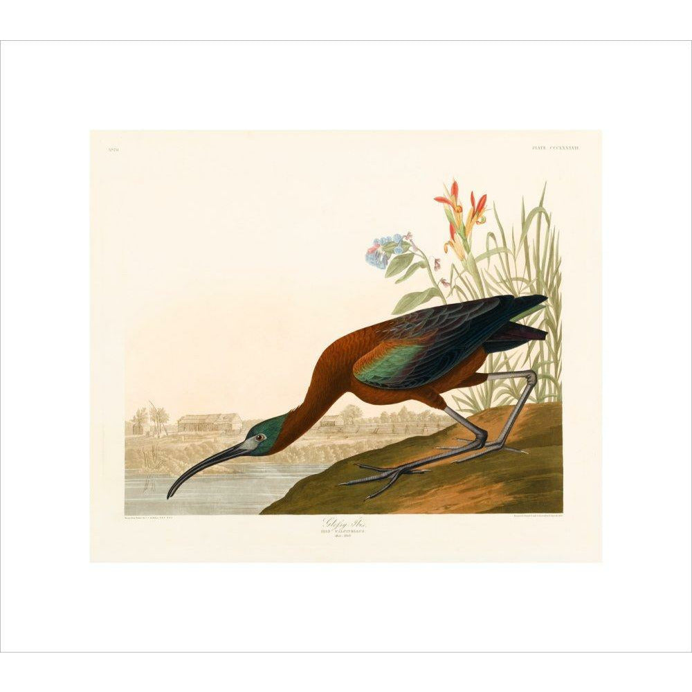 Glossy Ibis - Art print
