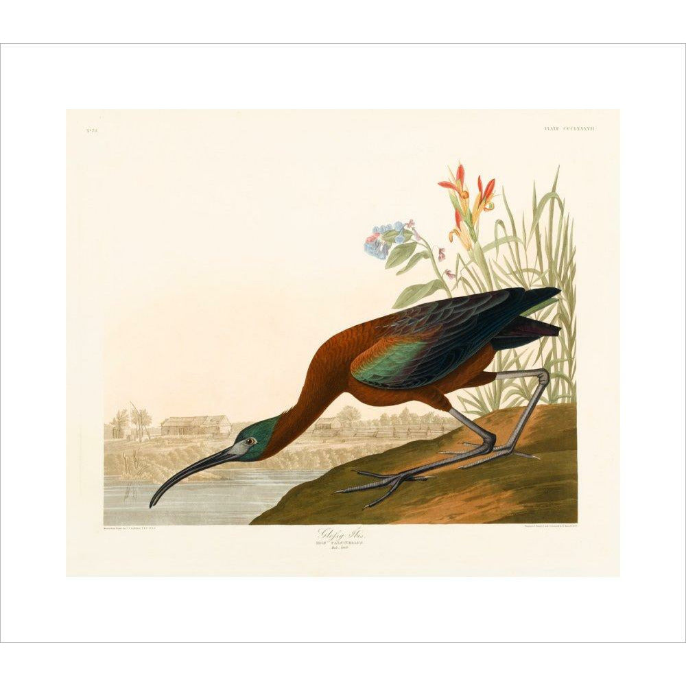 Glossy Ibis - Art print