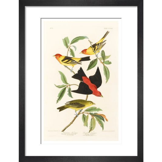 Louisiana Tanager and Scarlet Tanager