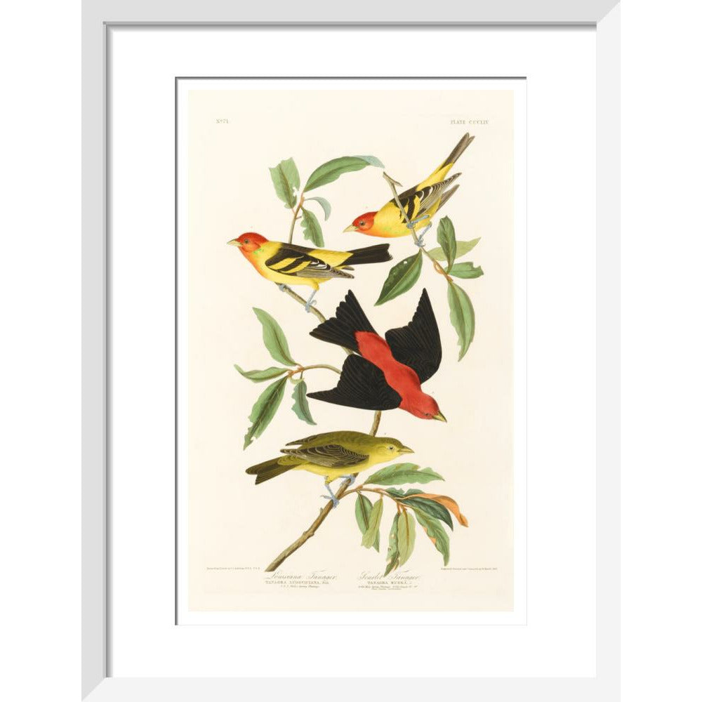 Louisiana Tanager and Scarlet Tanager