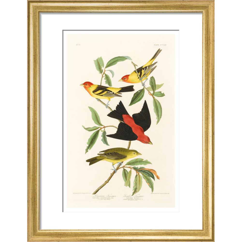 Louisiana Tanager and Scarlet Tanager