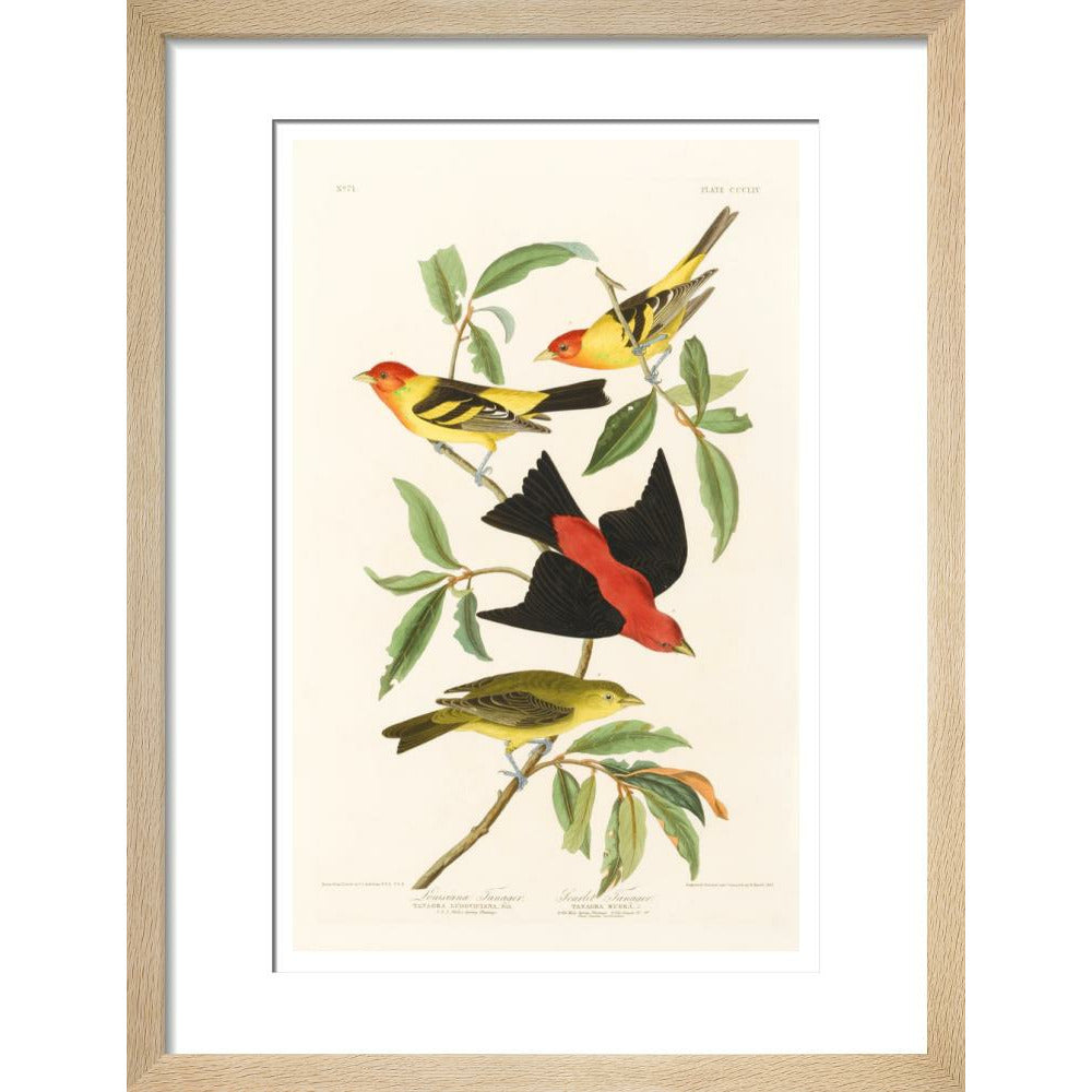 Louisiana Tanager and Scarlet Tanager