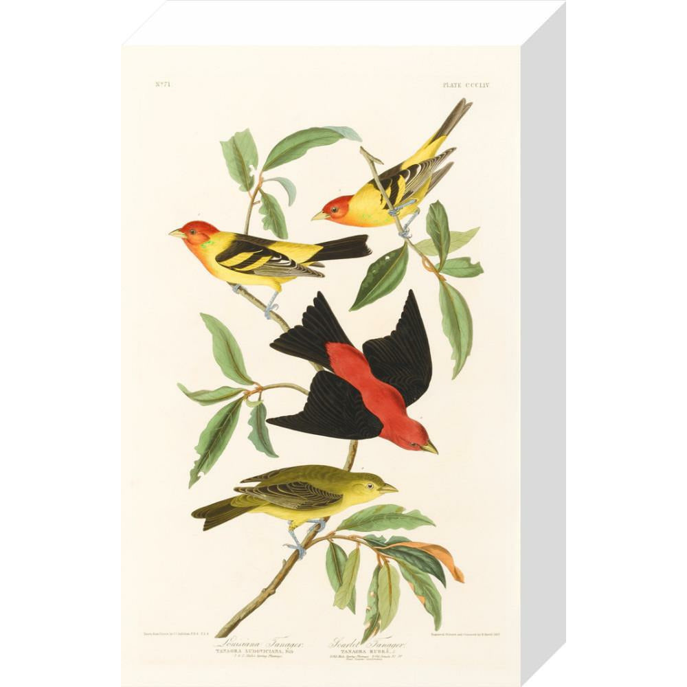 Louisiana Tanager and Scarlet Tanager
