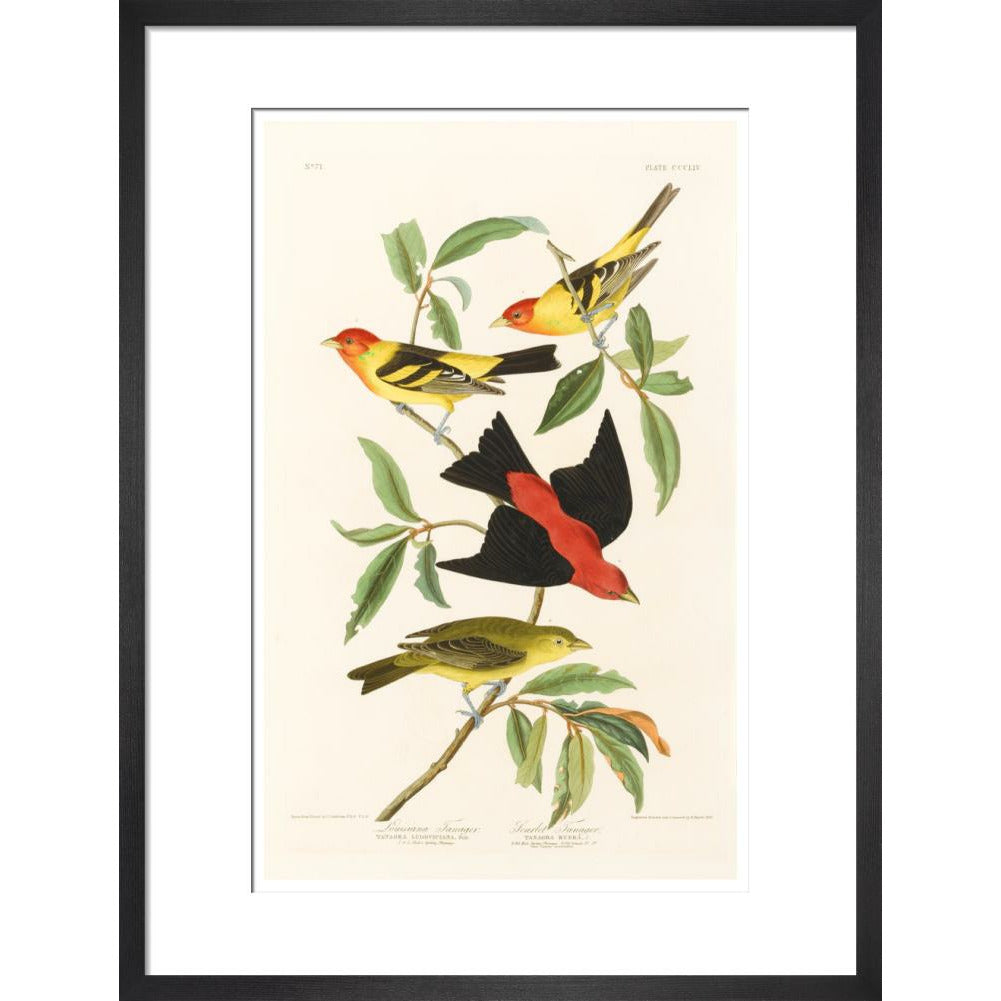 Louisiana Tanager and Scarlet Tanager