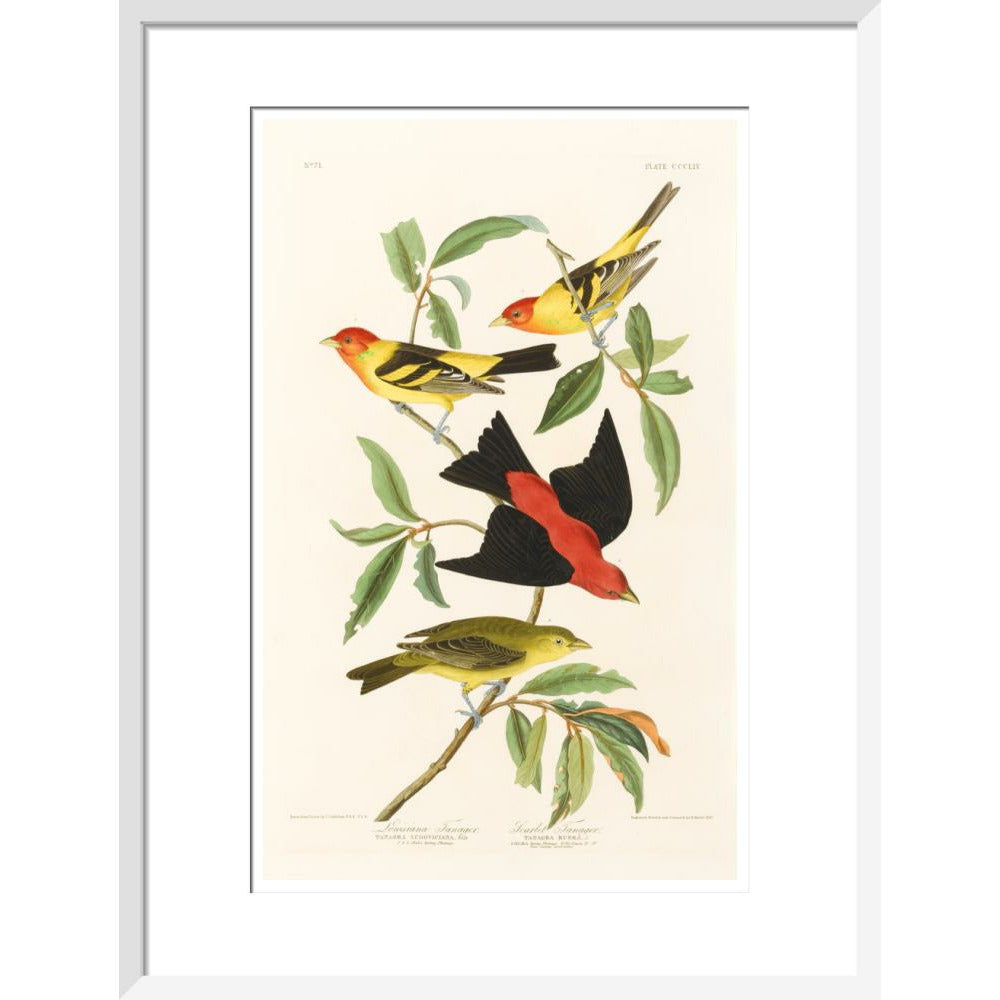 Louisiana Tanager and Scarlet Tanager