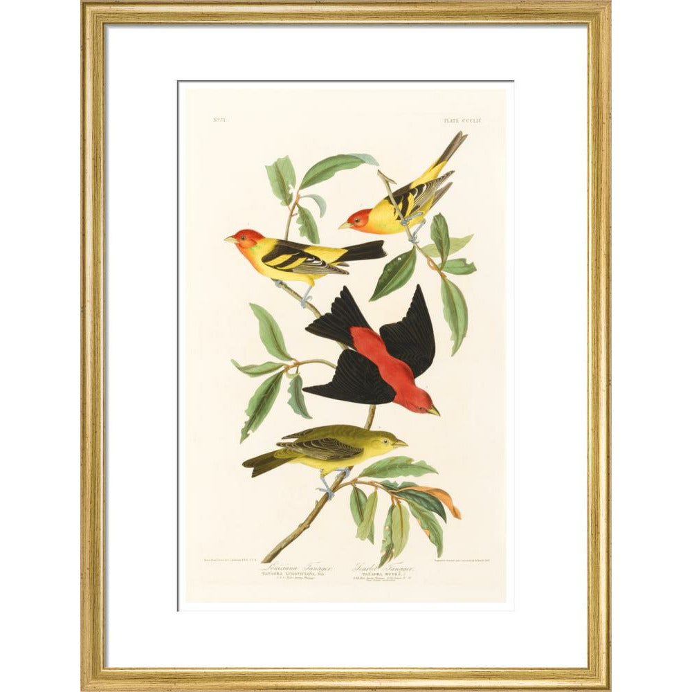 Louisiana Tanager and Scarlet Tanager