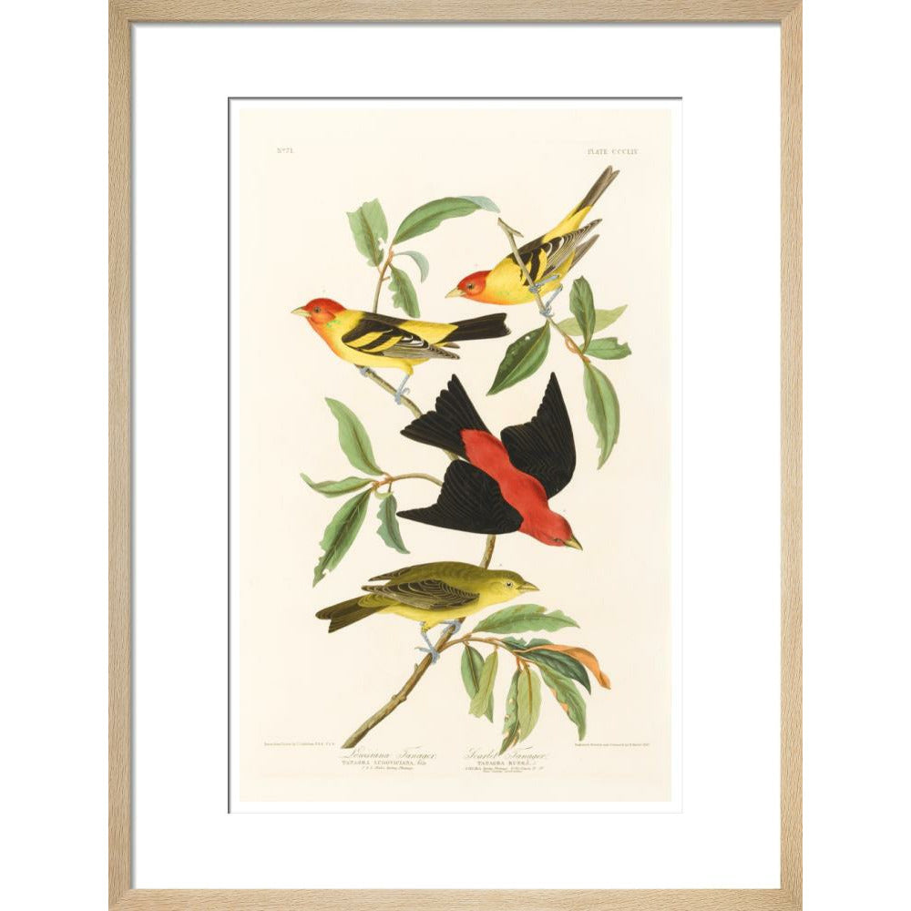 Louisiana Tanager and Scarlet Tanager