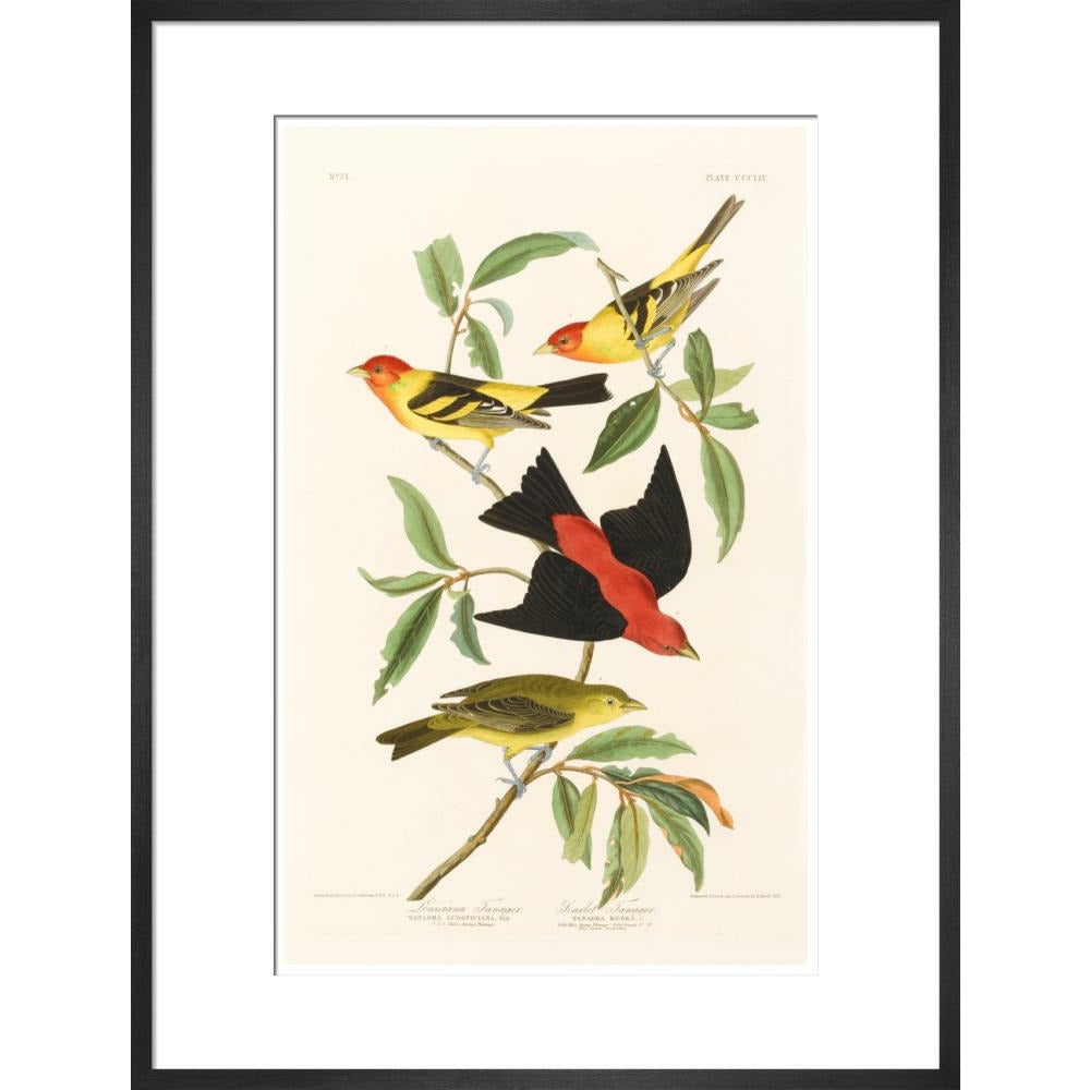 Louisiana Tanager and Scarlet Tanager