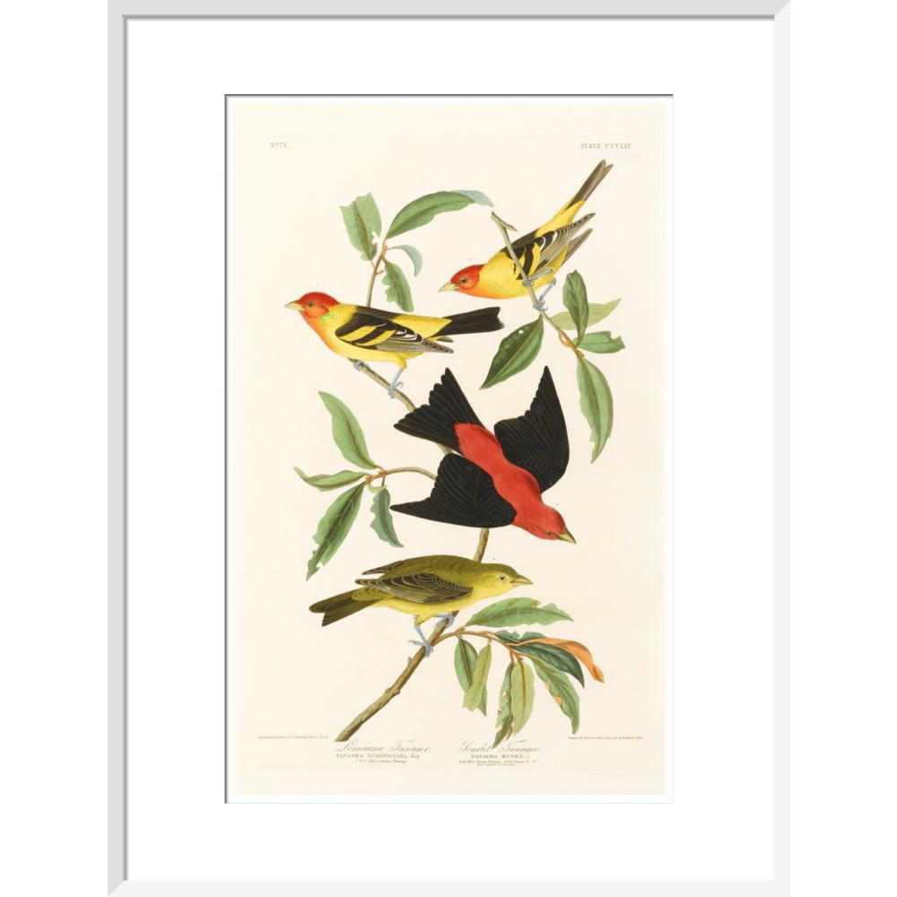 Louisiana Tanager and Scarlet Tanager