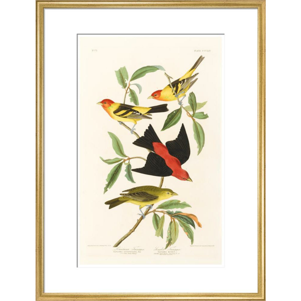 Louisiana Tanager and Scarlet Tanager