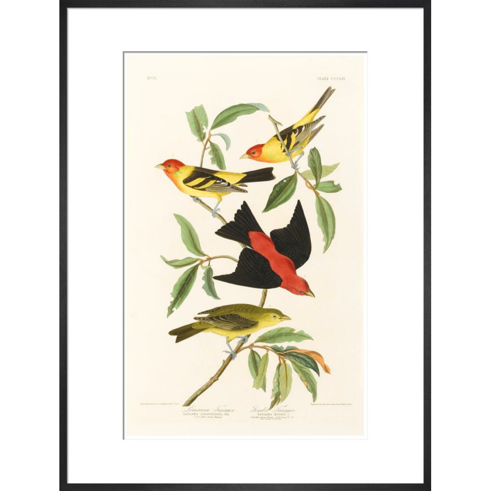 Louisiana Tanager and Scarlet Tanager