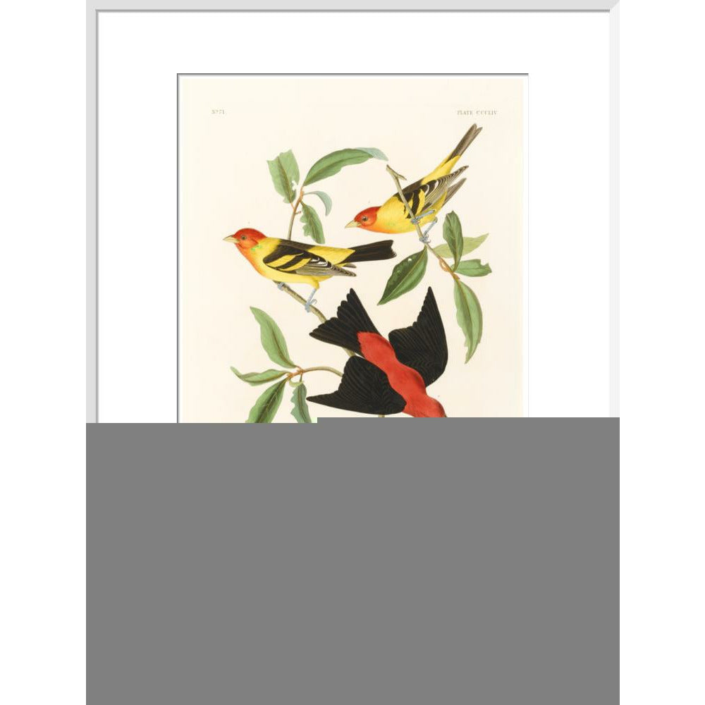 Louisiana Tanager and Scarlet Tanager