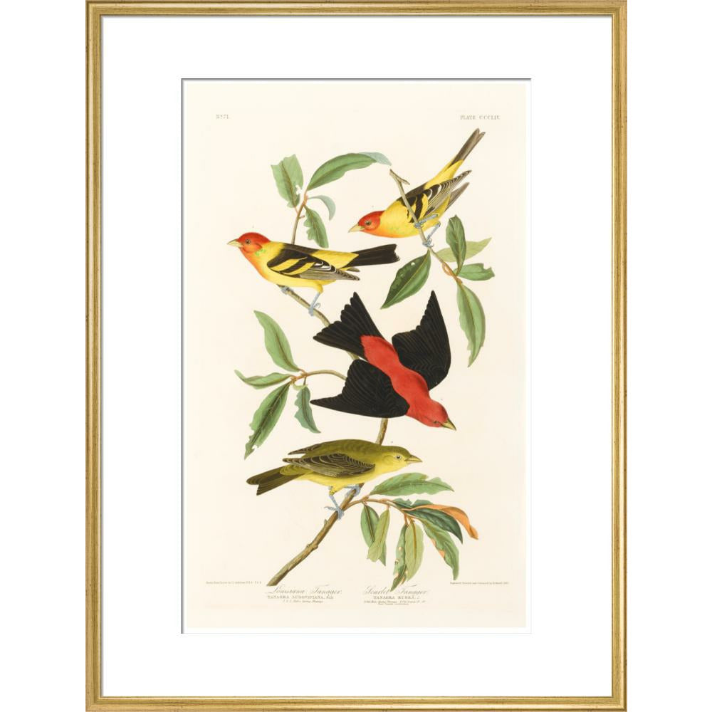 Louisiana Tanager and Scarlet Tanager