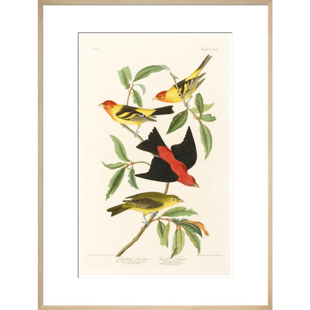 Louisiana Tanager and Scarlet Tanager