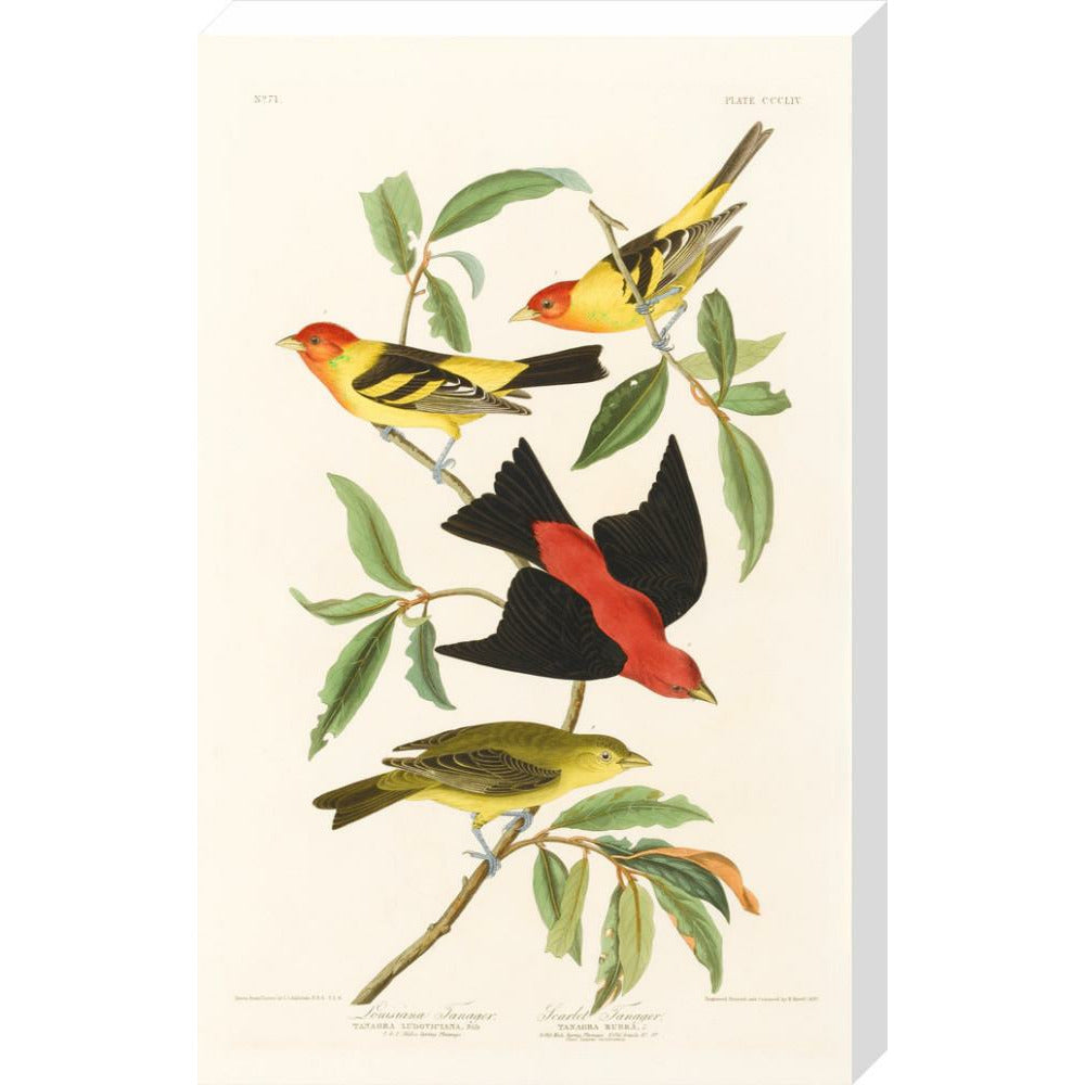 Louisiana Tanager and Scarlet Tanager