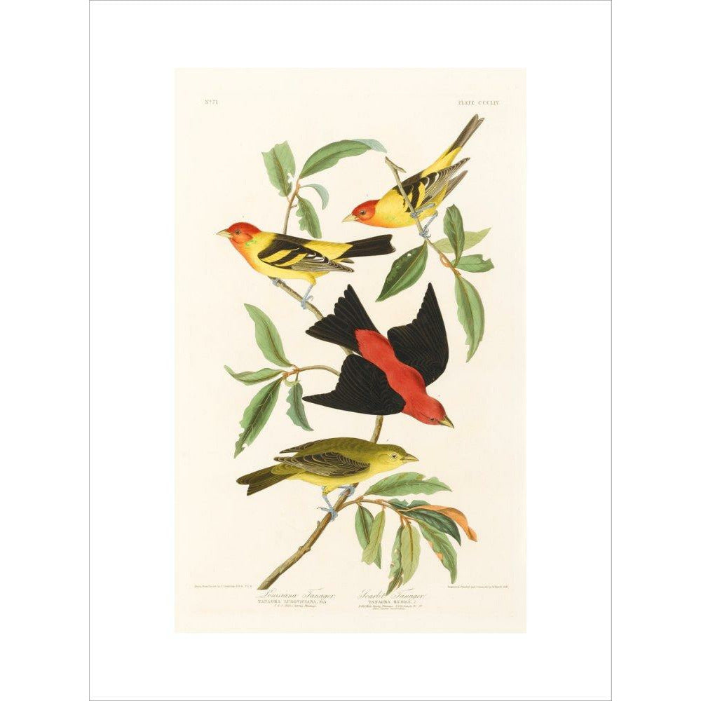 Louisiana Tanager and Scarlet Tanager