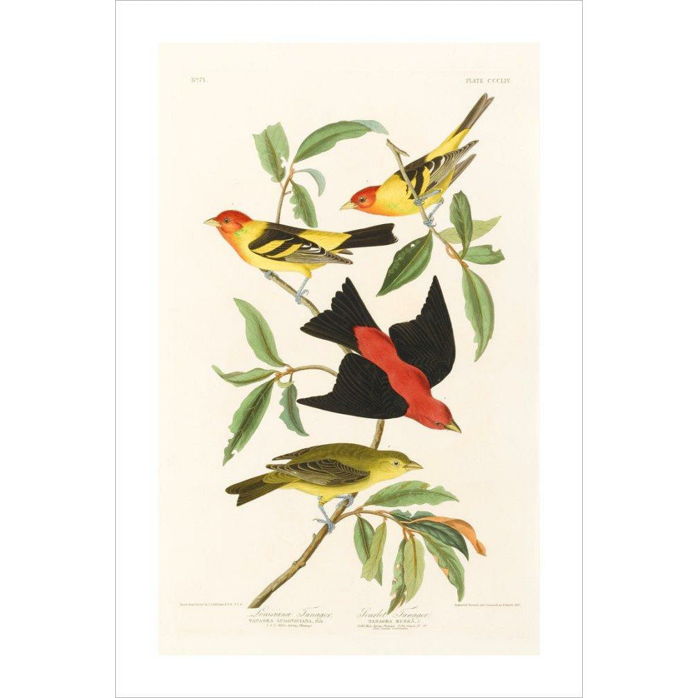Louisiana Tanager and Scarlet Tanager