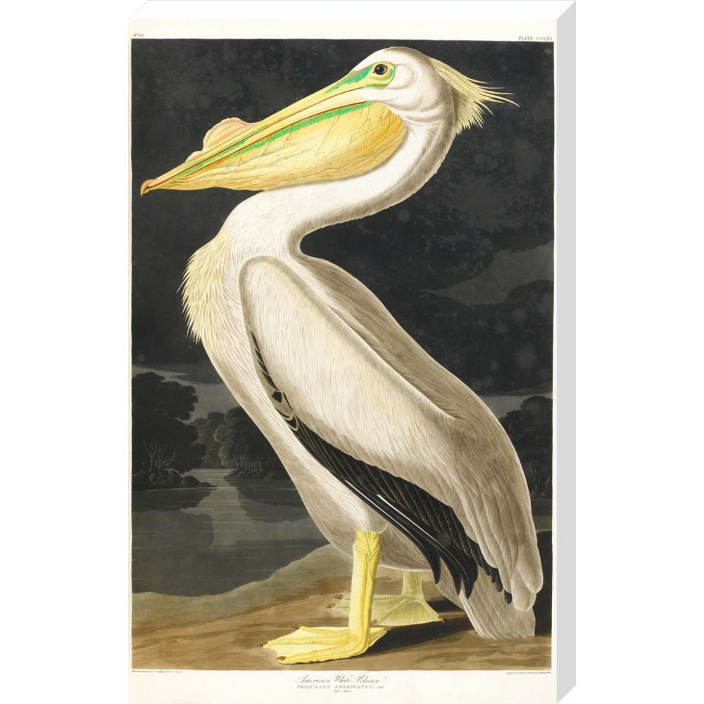 American White Pelican - Art print