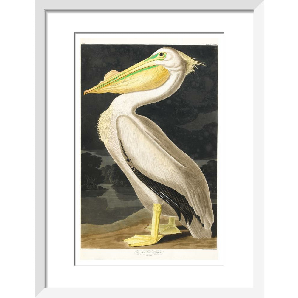 American White Pelican - Art print