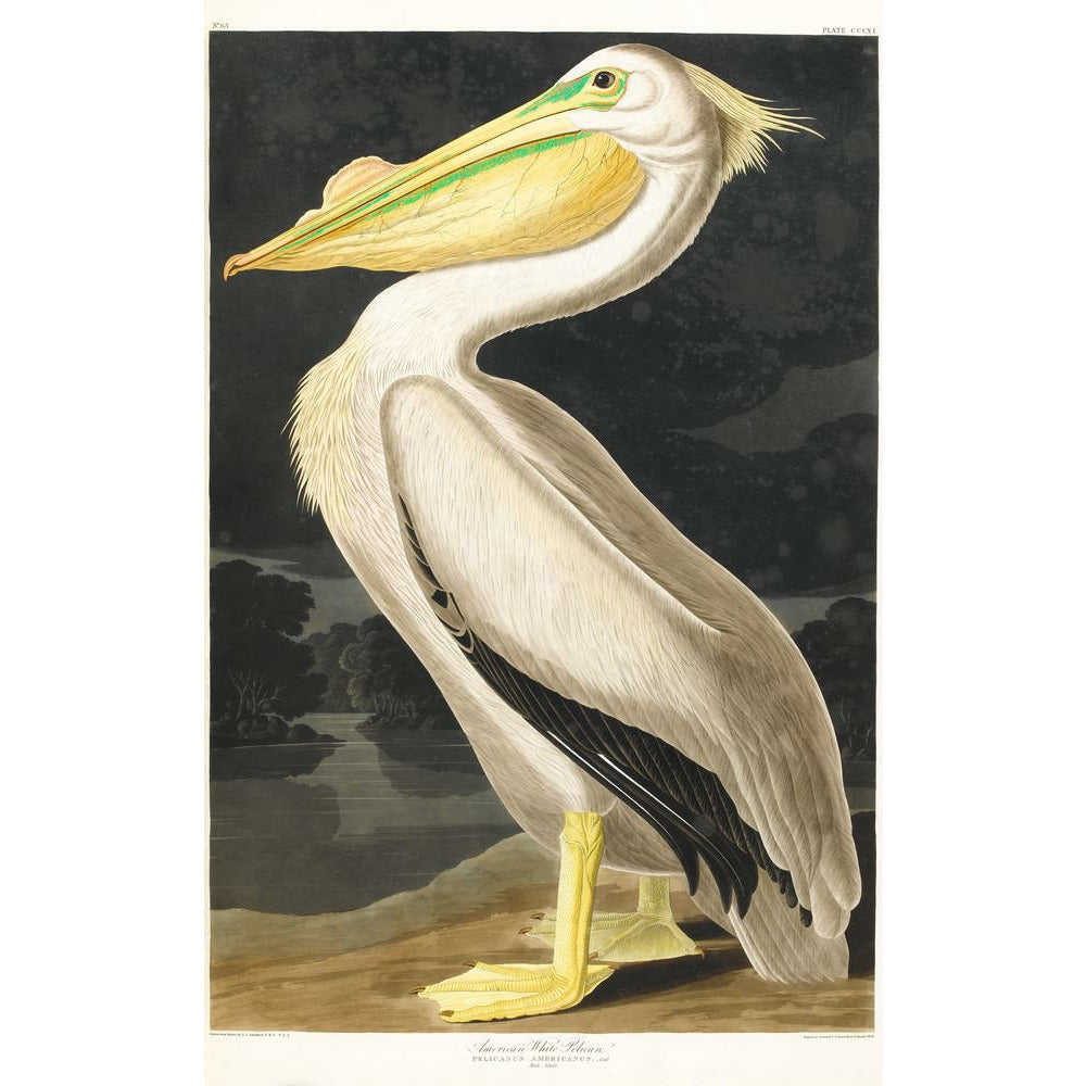 American White Pelican - Art print