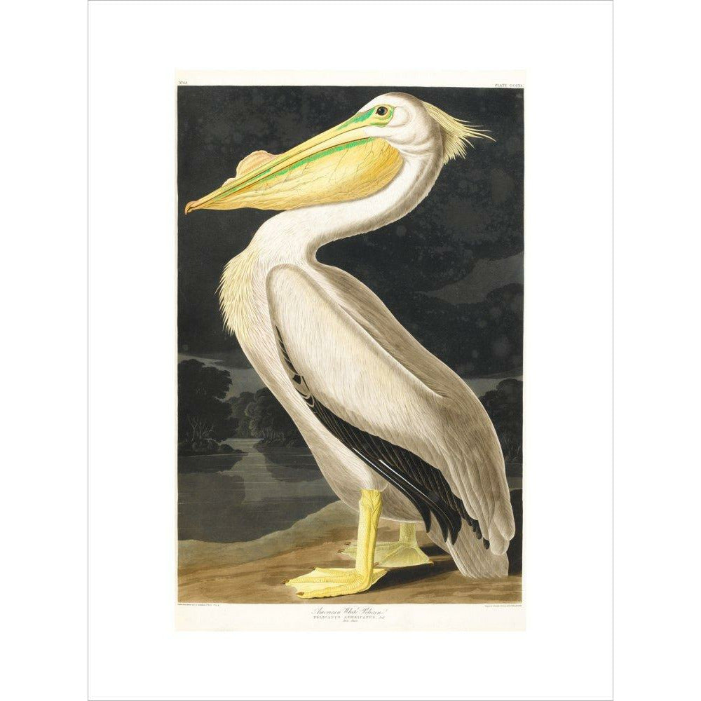 American White Pelican - Art print