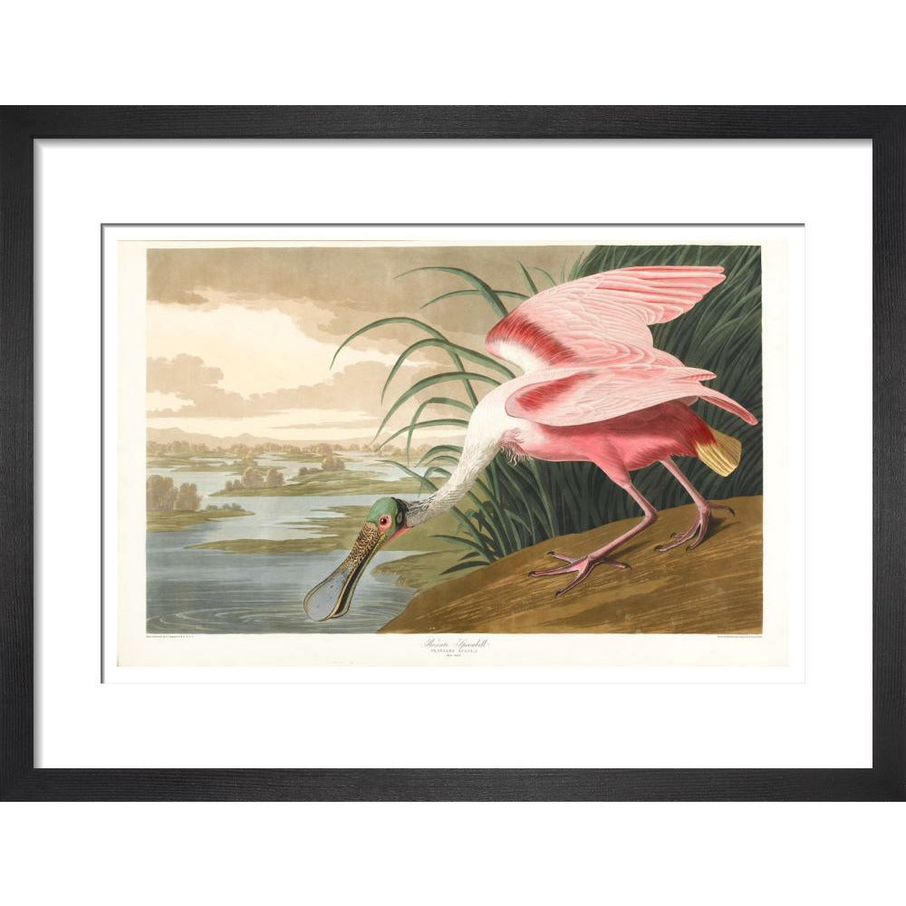 Roseate Spoonbill - Art print