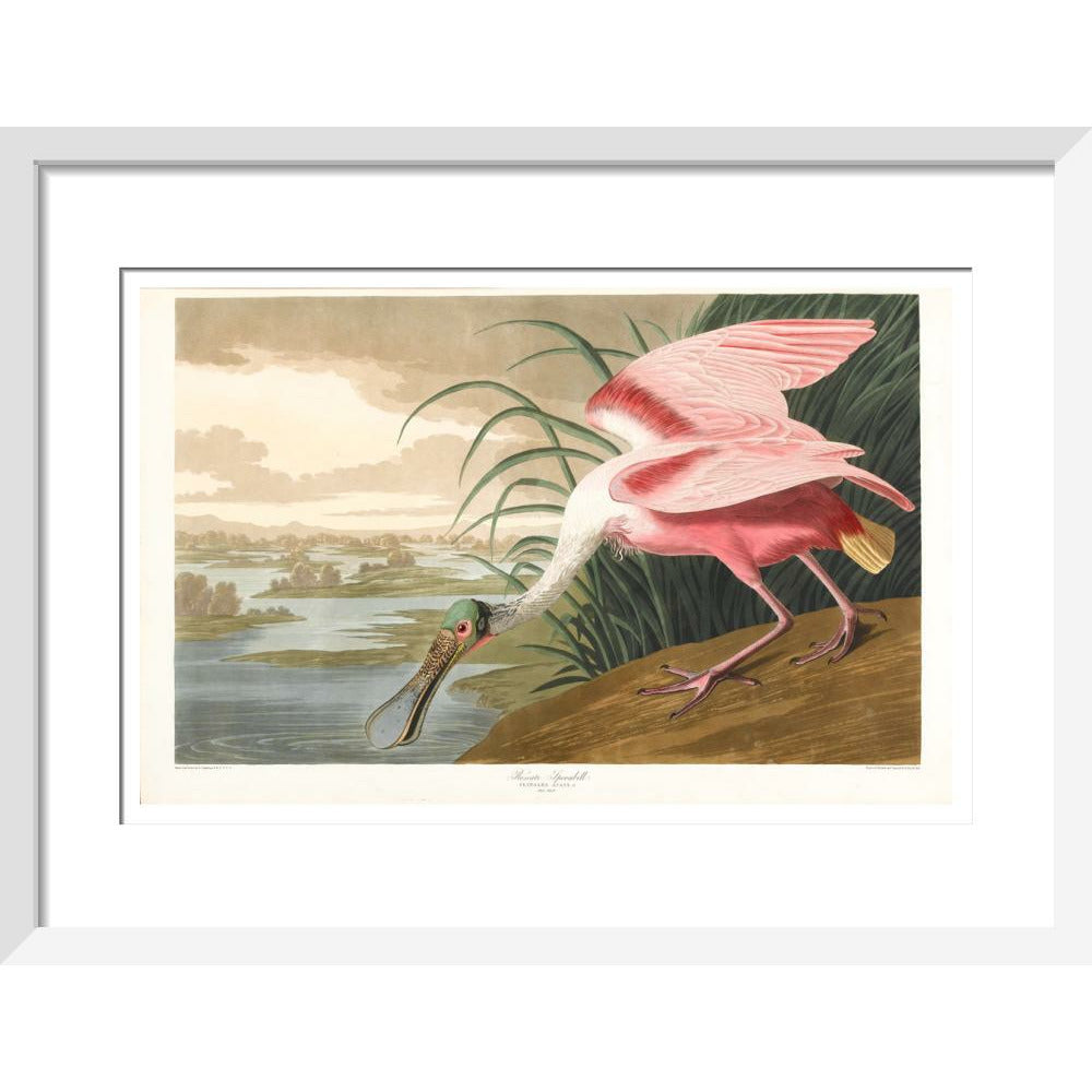 Roseate Spoonbill - Art print
