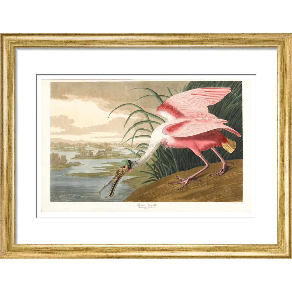 Roseate Spoonbill - Art print