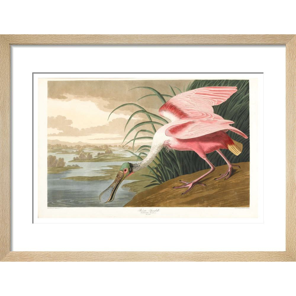 Roseate Spoonbill - Art print