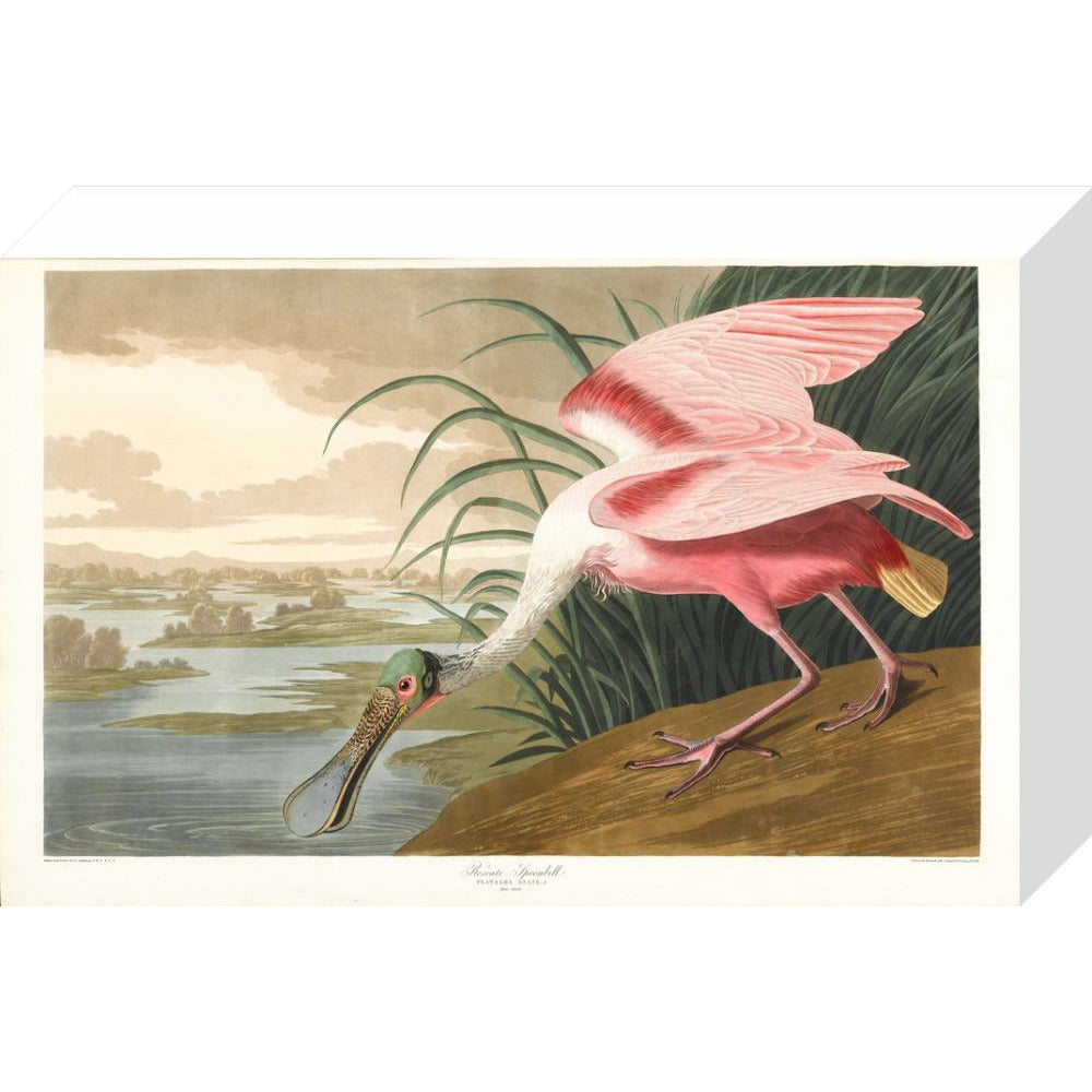 Roseate Spoonbill - Art print