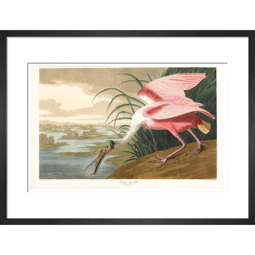 Roseate Spoonbill - Art print